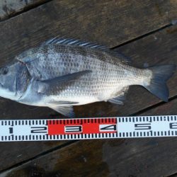 こかわ渡船 雅丸 釣果