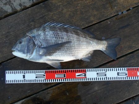 こかわ渡船　雅丸 釣果