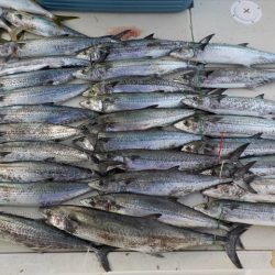 HARUKA丸 はるかまる 釣果