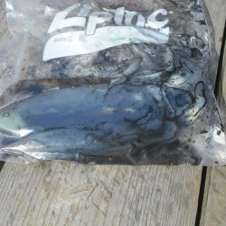 こかわ渡船 雅丸 釣果