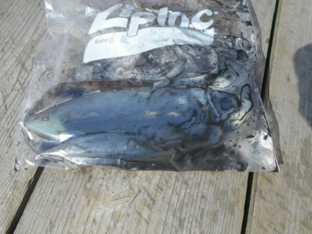 こかわ渡船 雅丸 釣果