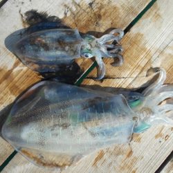 こかわ渡船　雅丸 釣果