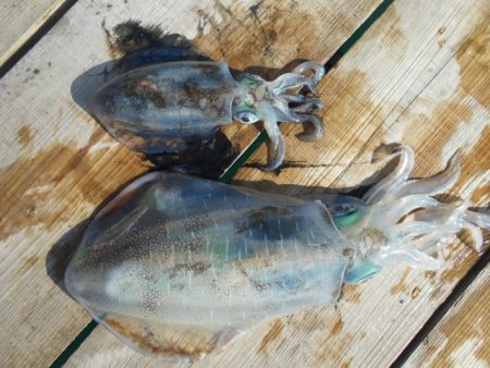 こかわ渡船　雅丸 釣果