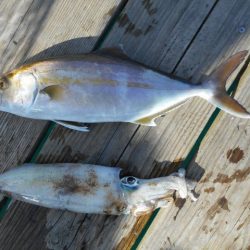 こかわ渡船　雅丸 釣果