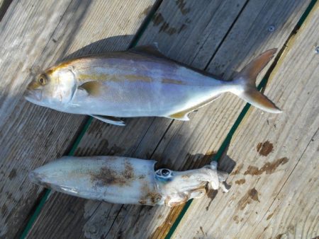 こかわ渡船　雅丸 釣果