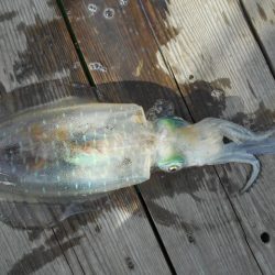 こかわ渡船　雅丸 釣果