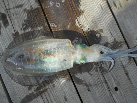 こかわ渡船　雅丸 釣果