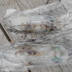 こかわ渡船　雅丸 釣果