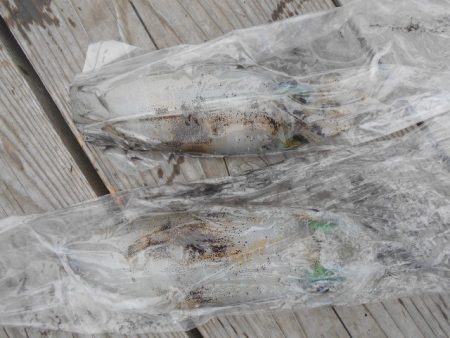 こかわ渡船　雅丸 釣果