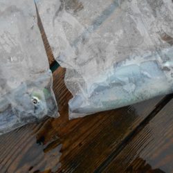 こかわ渡船　雅丸 釣果