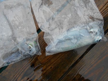 こかわ渡船　雅丸 釣果