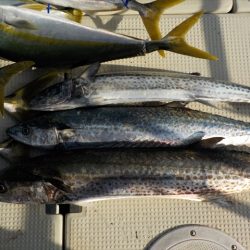 HARUKA丸 はるかまる 釣果