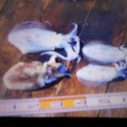 こかわ渡船　雅丸 釣果