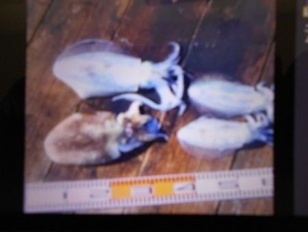 こかわ渡船　雅丸 釣果