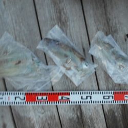 こかわ渡船　雅丸 釣果