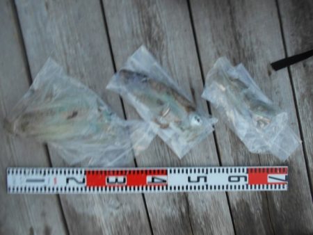 こかわ渡船　雅丸 釣果