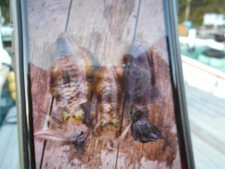 こかわ渡船　雅丸 釣果