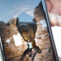 こかわ渡船　雅丸 釣果