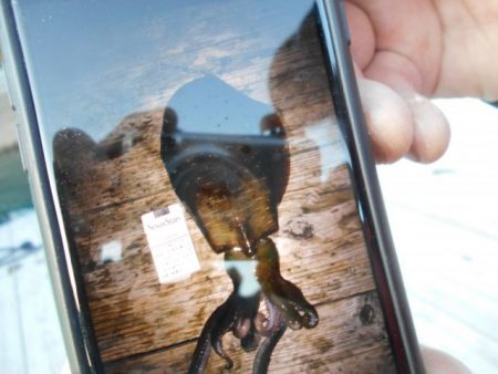 こかわ渡船　雅丸 釣果