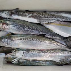 HARUKA丸 はるかまる 釣果