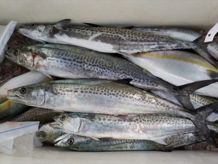 HARUKA丸 はるかまる 釣果