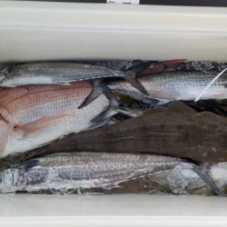 HARUKA丸 はるかまる 釣果