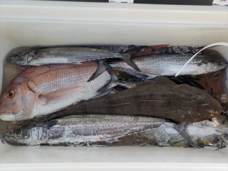 HARUKA丸 はるかまる 釣果