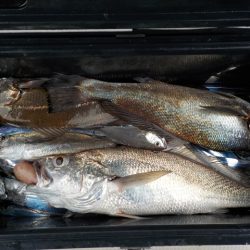 HARUKA丸 はるかまる 釣果