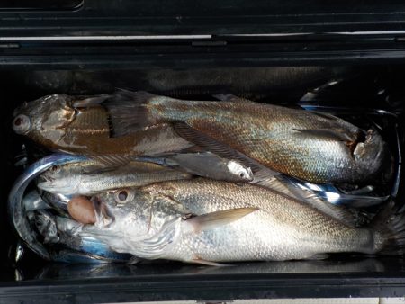 ＨＡＲＵＫＡ丸　はるかまる 釣果