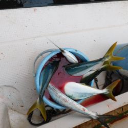 ジギング船 BLUEWATER 釣果