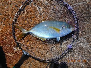鹿島港魚釣園 釣果