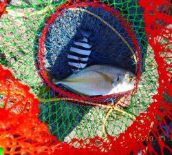 鹿島港魚釣園 釣果