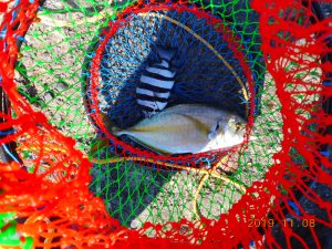 鹿島港魚釣園 釣果