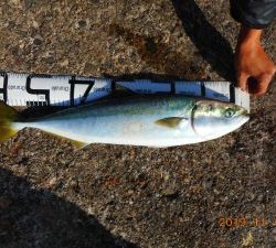 鹿島港魚釣園 釣果