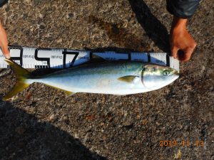 鹿島港魚釣園 釣果