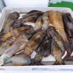 フィッシングボート空風（そらかぜ） 釣果