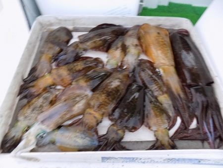 フィッシングボート空風（そらかぜ） 釣果