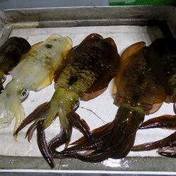 フィッシングボート空風(そらかぜ) 釣果