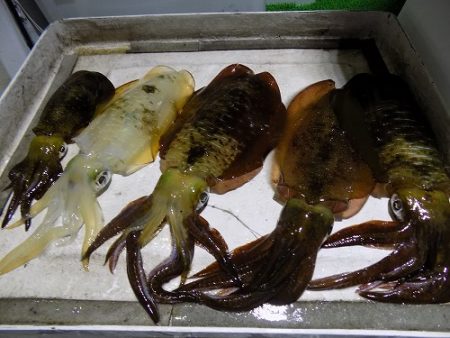 フィッシングボート空風(そらかぜ) 釣果