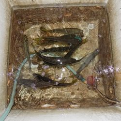 フィッシングボート空風(そらかぜ) 釣果