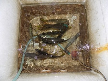 フィッシングボート空風(そらかぜ) 釣果