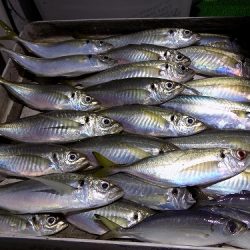 フィッシングボート空風(そらかぜ) 釣果