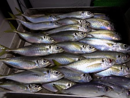 フィッシングボート空風(そらかぜ) 釣果