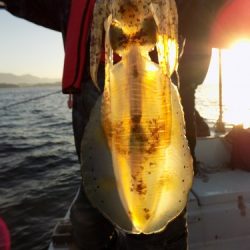 フィッシングボート空風(そらかぜ) 釣果