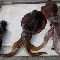 フィッシングボート空風(そらかぜ) 釣果