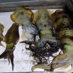 フィッシングボート空風(そらかぜ) 釣果