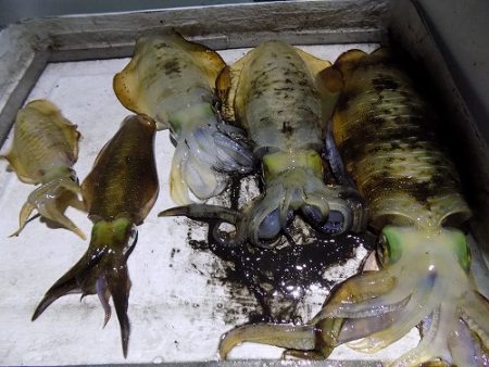 フィッシングボート空風(そらかぜ) 釣果