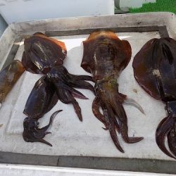 フィッシングボート空風(そらかぜ) 釣果