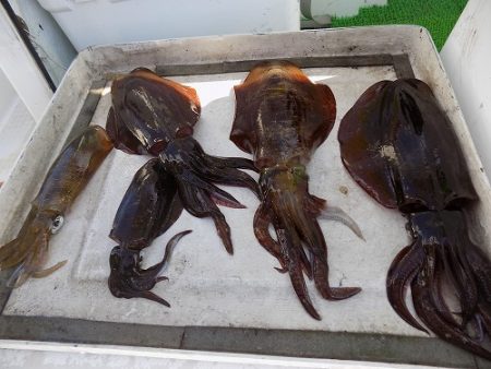 フィッシングボート空風(そらかぜ) 釣果