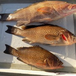 フィッシングボート空風（そらかぜ） 釣果